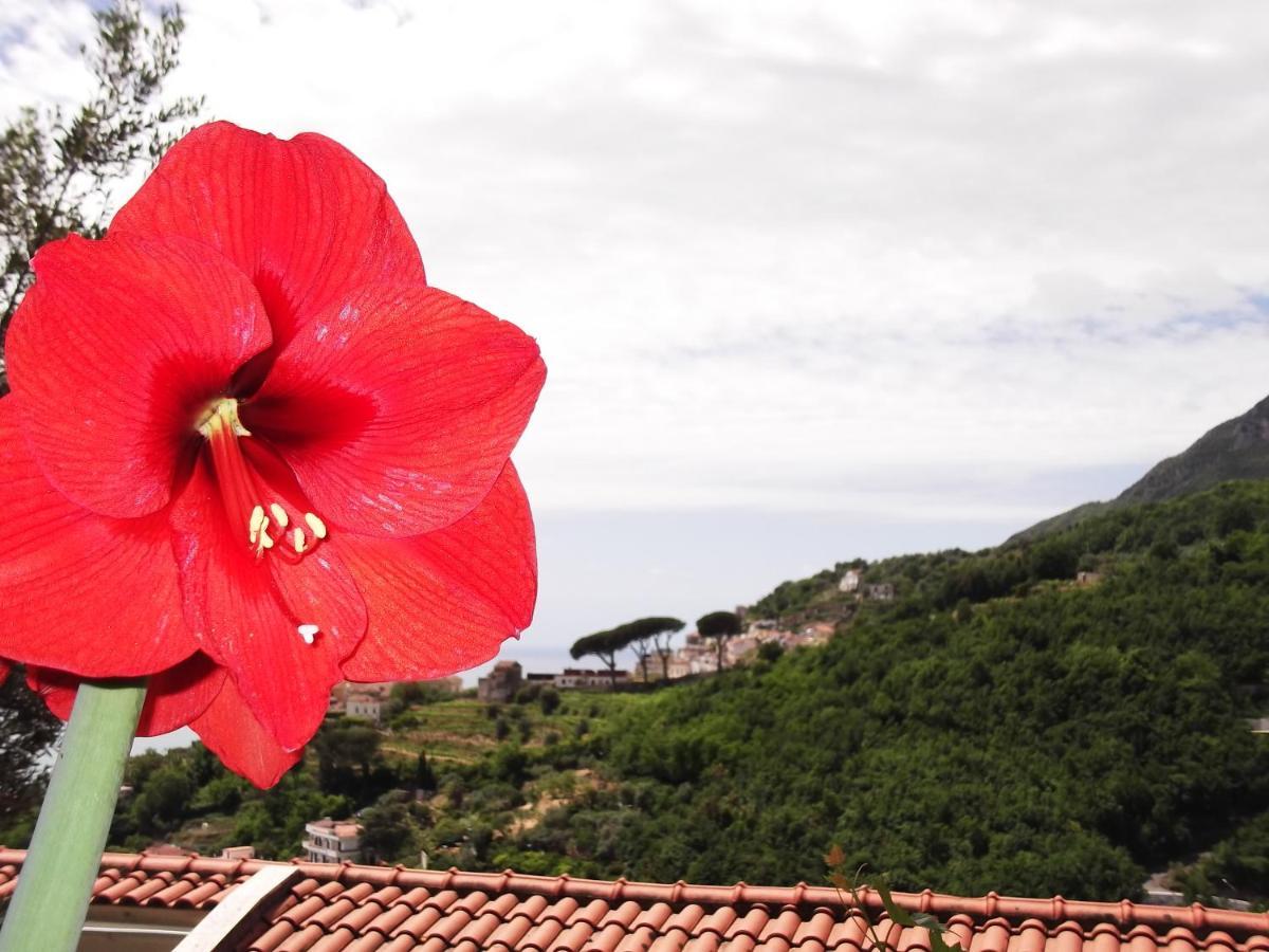 Le Mimose Villa Vietri Kültér fotó