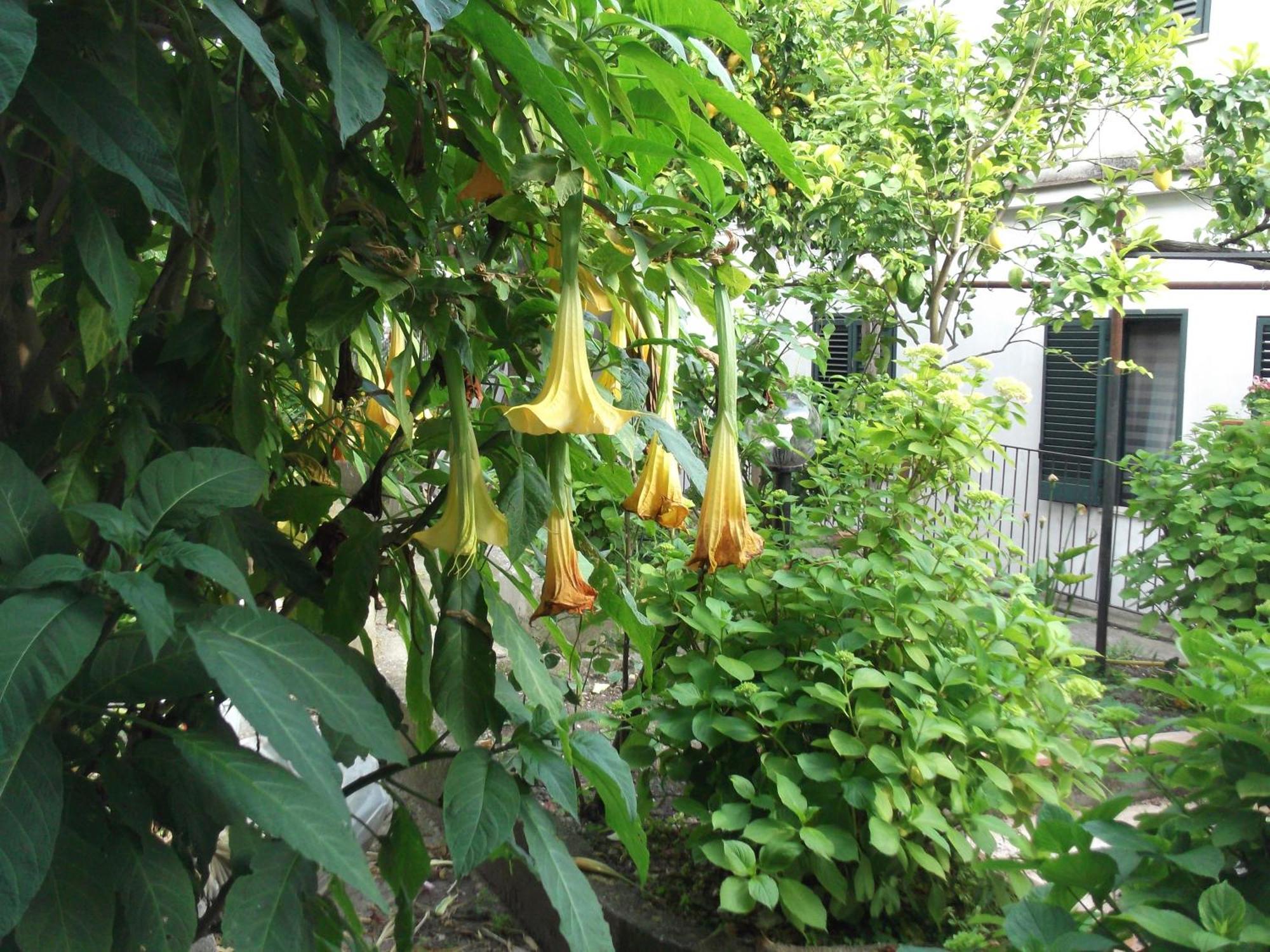 Le Mimose Villa Vietri Kültér fotó